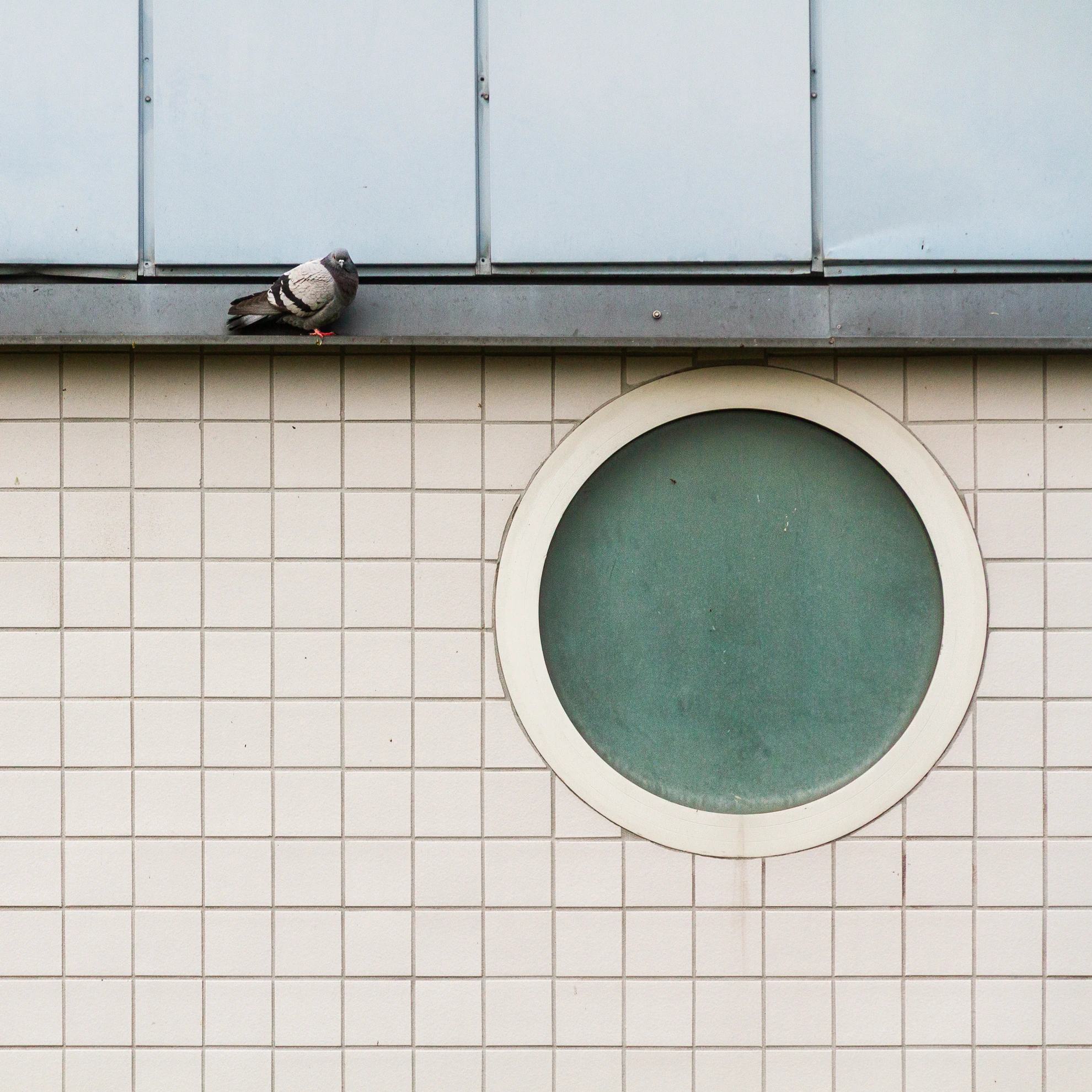 A pigeon sat...